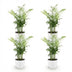 Green boutiQ Goldpalme (Chamaedorea elegans) - 4 Pflanzen, Topf 12cm Bild 2