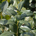 GreenboutiQ Kirschlorbeer Rotundifolia: 8 Heckenpflanzen (1m) Bild 7