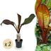 GreenboutiQ Bananenpflanze Ensete ventricosum Maurelli - Winterhart (2 Stk.) Bild 1