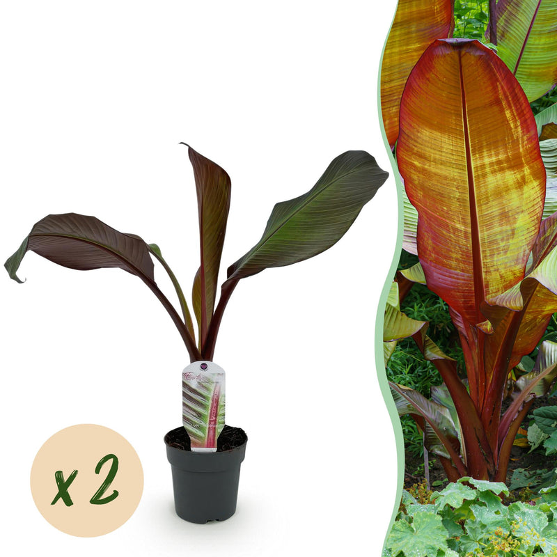 GreenboutiQ Bananenpflanze Ensete ventricosum Maurelli - Winterhart (2 Stk.)