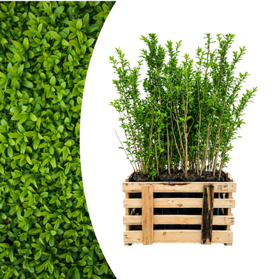 Paletten-Angebot Heckenpflanzen: 50 Ligustrum Ovalifolium ↕ 80-100 - Ø 19cm | Mini-Palette