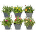 6x Delosperma Mix (Mittagsblume) Ø7cm, 10-12cm hoch Bild 1