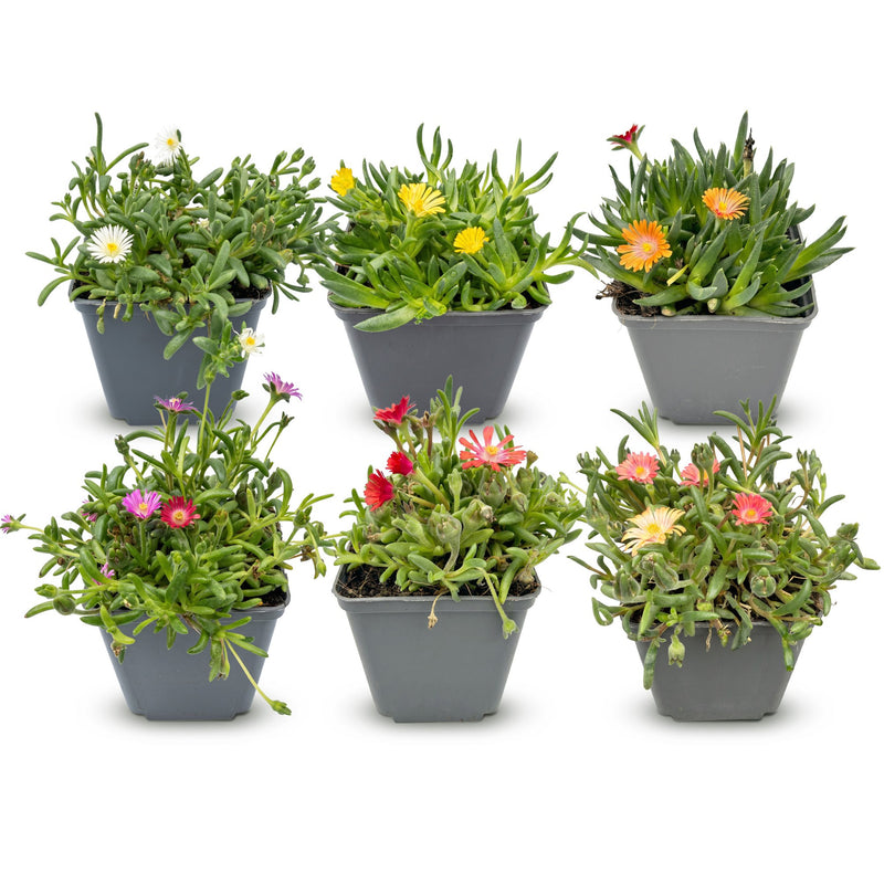 6x Delosperma Mix (Mittagsblume) Ø7cm, 10-12cm hoch