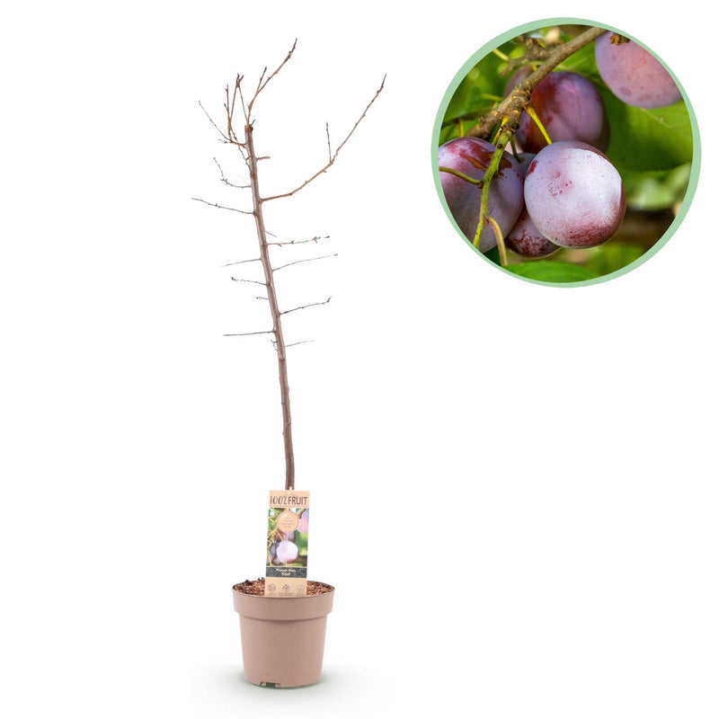 Pflaumenbaum 'Opal' - Gelb-rote Früchte, Topf 21cm, 90cm hoch