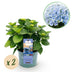 Balkonhortensie 'Magical Revolution Blue' - 2 Pflanzen im 23cm Topf Bild 1