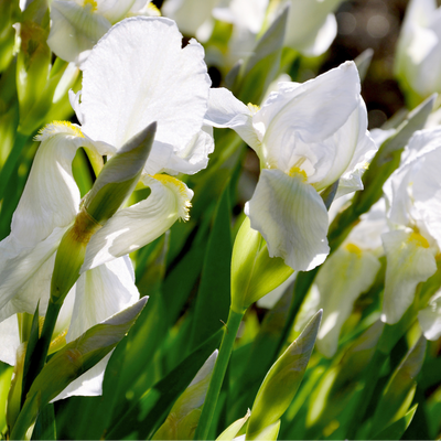 Iris Alaska 25 pieces