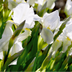 Iris Alaska 25 pieces Bild 1