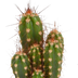 10x Cactus Mix 5.5 cm - Variety from the Grower Bild 4