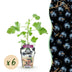 Jostaberry Plant: Ribes Jostabes, hardy, pack of 6, 9cm pot Bild 1