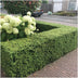 2x 6er Pack Ilex crenata 'Jenny' - Ø7cm - ↕15cm Bild 5
