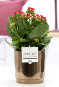 Kalanchoe Red In P&PURE Juliette Ceramics Goldbronze - Ø12cm - ↕27cm