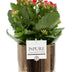 Kalanchoe Rot in Juliette Keramiktopf Ø 12 cm Bild 1