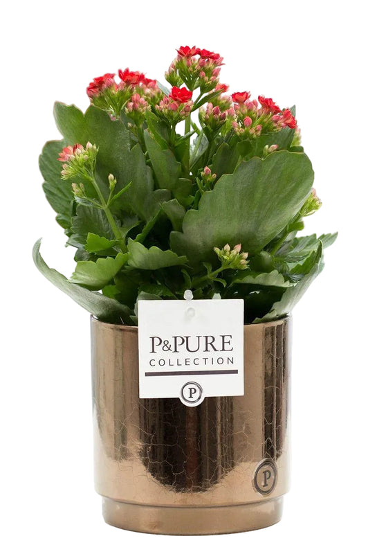 Kalanchoe Rot in Juliette Keramiktopf Ø 12 cm