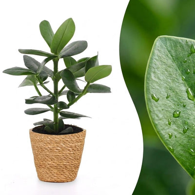 Green boutiQ - Clusia Princess - Clusia - 1 Pflanze - mit Korb - Topf 12cm - Höhe - 40cm