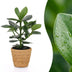 Green boutiQ - Clusia Princess - Clusia - 1 Pflanze - mit Korb - Topf 12cm - Höhe - 40cm Bild 1
