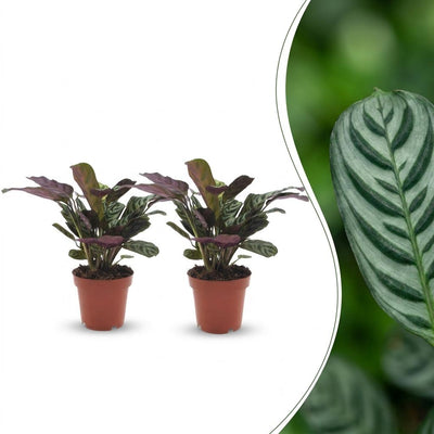 Ctenanthe Burle Marxii - Fischgrätenpflanze - 2 Pflanzen - Topf 12cm - Höhe - 30cm