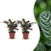 Green boutiQ - Ctenanthe Burle Marxii - Fischgräten-Gebetspflanze - 2 Pflanzen - Pot 12cm - Hoogte - 30cm Bild 1