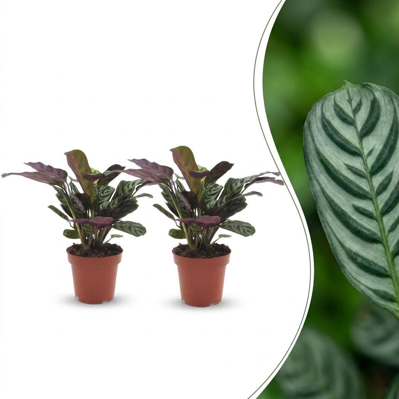 Green boutiQ - Ctenanthe Burle Marxii - Fischgräten-Gebetspflanze - 2 Pflanzen - Pot 12cm - Hoogte - 30cm