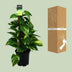 Scindapsus (Epipremnum) - Grünpflanze, Ø15cm, ca. 50cm hoch Bild 4