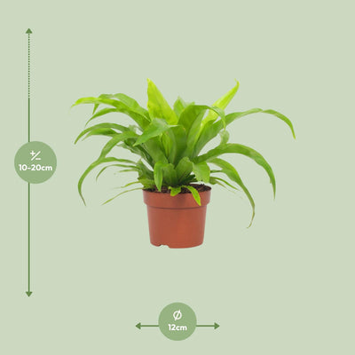 Asplenium Antiquum Streifenfarn 12cm Topf - 19cm hoch