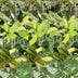 Baby Tropical Mix: 6x Exotische Zimmerpflanzen im Ø6cm Topf Bild 4