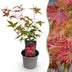 Acer palmatum Beni-maiko: Rote Japanische Fächerahorn Pflanze im 12cm Topf Bild 1