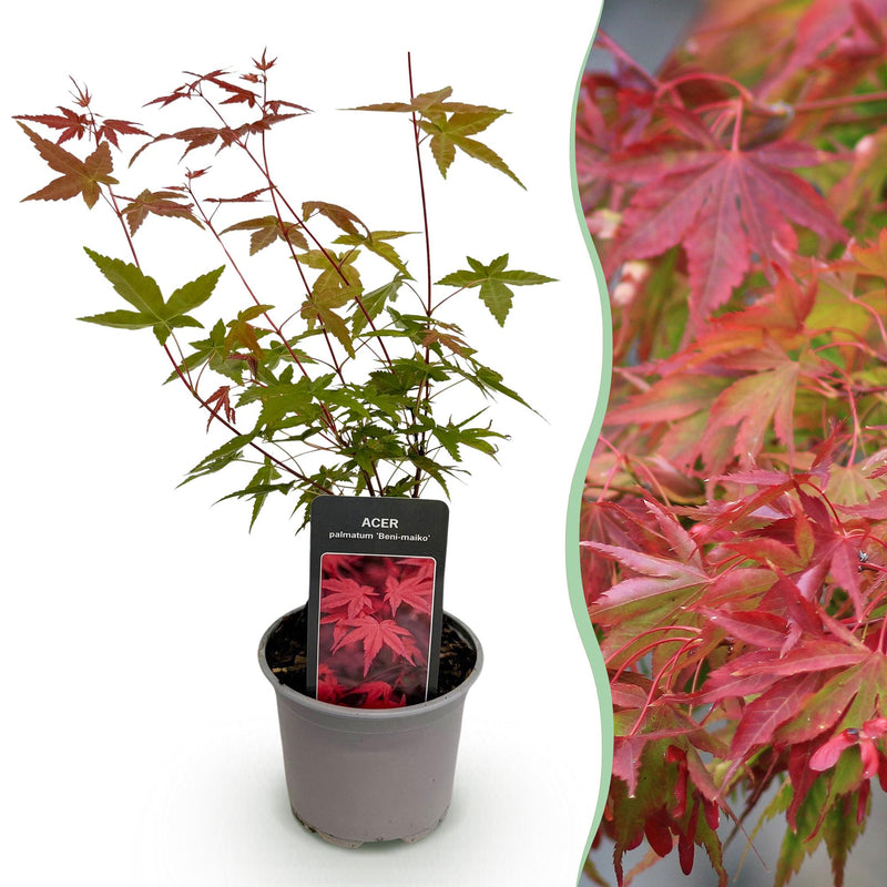 Acer palmatum Beni-maiko: Rote Japanische Fächerahorn Pflanze im 12cm Topf