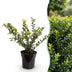 Green boutiQ - 16x Ilex crenata Golden Gem - Japanische Stechpalme - Heckenpflanzen - Immergrün - Gelb - Topf 9cm - Höhe 20-30cm Bild 3