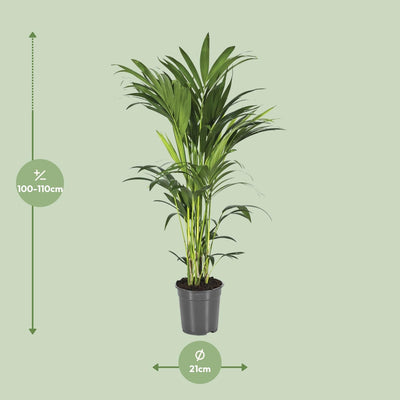 Howea Forsteriana (Kentia-Palme) - Ø21cm - ↕110cm - Tropisches Flair