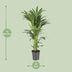 Howea Forsteriana (Kentia-Palme) - Ø21cm - ↕110cm - Tropisches Flair Bild 2