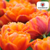 Tulpenbollen Icoon – 20 Stuks | KH Bloembollen® | Oranje Dubbelbloemige Tulp – Vol, Warm & Opvallend – Voor Tuin of Pot – Maat 11/12 – Vers van de Teler Bild 4