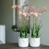 Renanthera Orchidee rosa 2 Stück - Bündelprodukt - Kunstpflanzen Bild 2