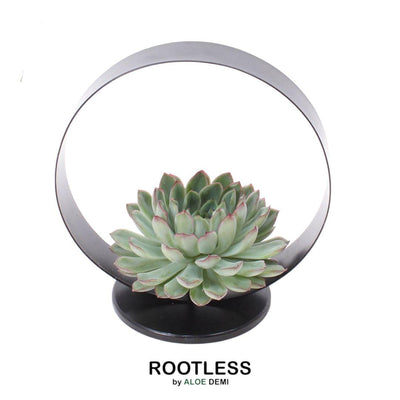 ROOTLESS Echeveria Pulidonis Deko-Set, Ø20cm