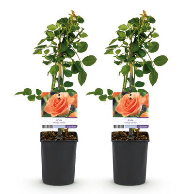 GreenboutiQ Kletterrose 'Rosa Orange Climber' - 2 Pflanzen