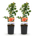 GreenboutiQ Kletterrose 'Rosa Orange Climber' - 2 Pflanzen Bild 2