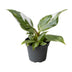 Philodendron White Princess, Grün-Weiß, Ø6cm, ↕16cm Bild 1