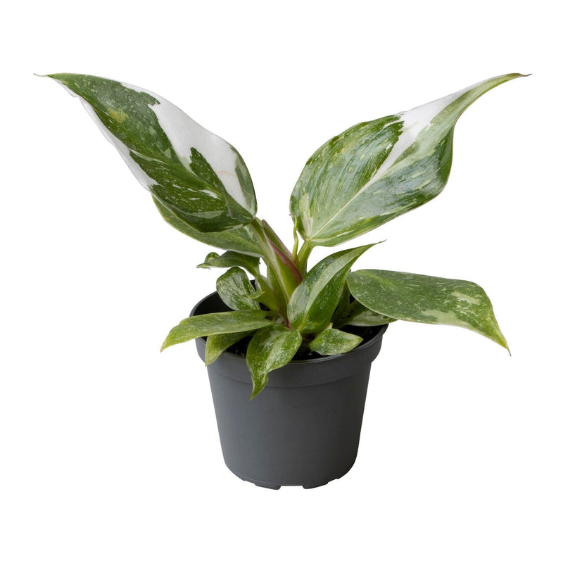 Philodendron White Princess, Grün-Weiß, Ø6cm, ↕16cm