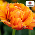 Tulpenzwiebeln Gudoshnik Double – 20 Stück | KH Bloembollen® | Gelbe, orange und rote gefüllte Tulpen – Pfingstrosenartig & farbenfroh – Für Garten oder Topf – Größe 11/12 – Frisch vom Züchter Bild 4