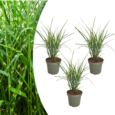 3x Miscanthus sinensis "Zebrinus" - Striking Zebra Grass with Decoratively Striped Leaves | Pot size 12 cm