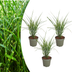 3x Miscanthus sinensis „Zebrinus“ – Auffälliges Zebragras mit dekorativ gestreiftem Blatt | Topfgröße 12 cm Bild 1