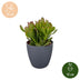 2x Crassula Ovata - Geldbaum - Grün - Sukkulente/Kaktus - incl. grijze pot - Ø12cm Bild 5