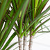 Dracaena Marginata mit weißem Topf - 95 cm Bild 3