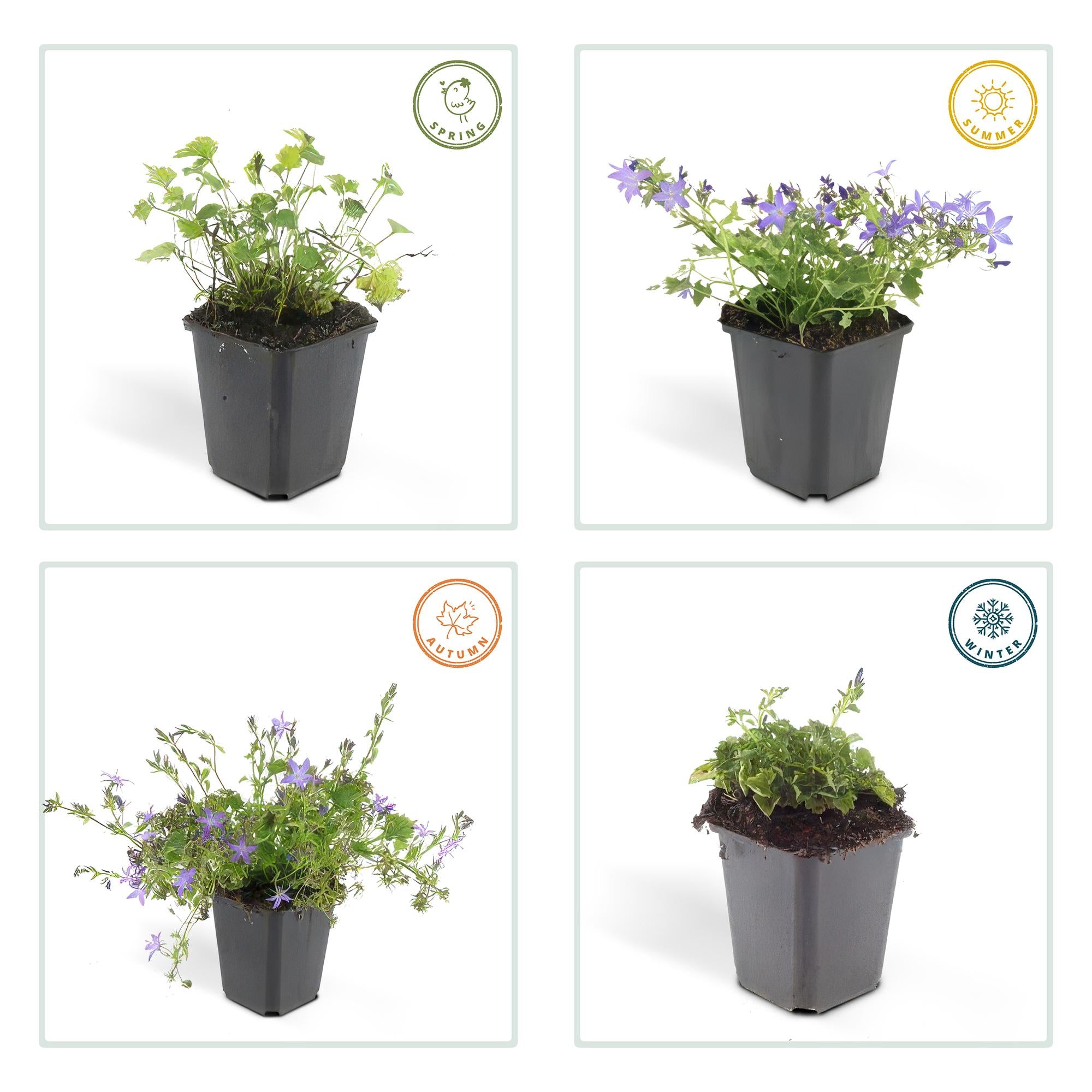 12x Glockenblume 'Stella' (10-25cm) – Perfekt für Beete & Balkon