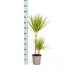 Dracaena Marginata Sunray Ø19cm - Tropisches Flair für Ihr Zuhause Bild 2