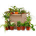 Green Second Chance Box: 12 Surprise Houseplants Bild 1