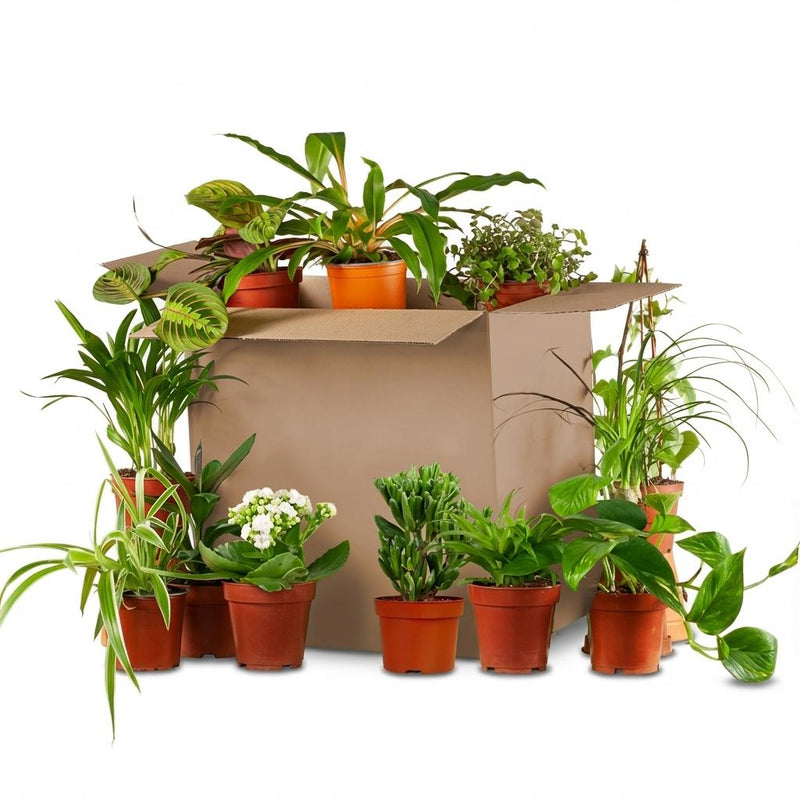 Green Second Chance Box: 12 Surprise Houseplants
