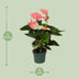 Anthurium Sweet Dream Pflanze Ø12cm - 35cm Hoch Bild 2