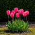 GreenboutiQ - Flower Bulbs - Tulip Triumph Pink - Bulbs Hardy Perennial - Color Pink - 15 Pieces - Bulb Size 11/12 - XXL Pack Bild 6