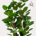 Kunstpflanze Polyscias Aralia, 105 cm – Grüner Blickfang für Ihr Zuhause Bild 3