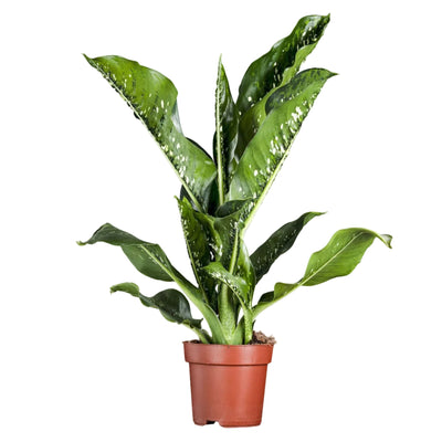 Dieffenbachia Seguine 'Caiman'® P21 - Große Zimmerpflanze mit auffälligem Laub